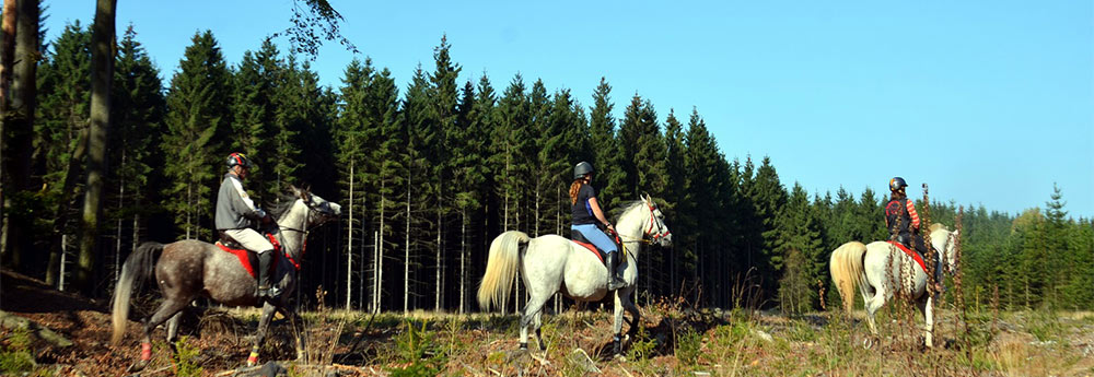 équitation