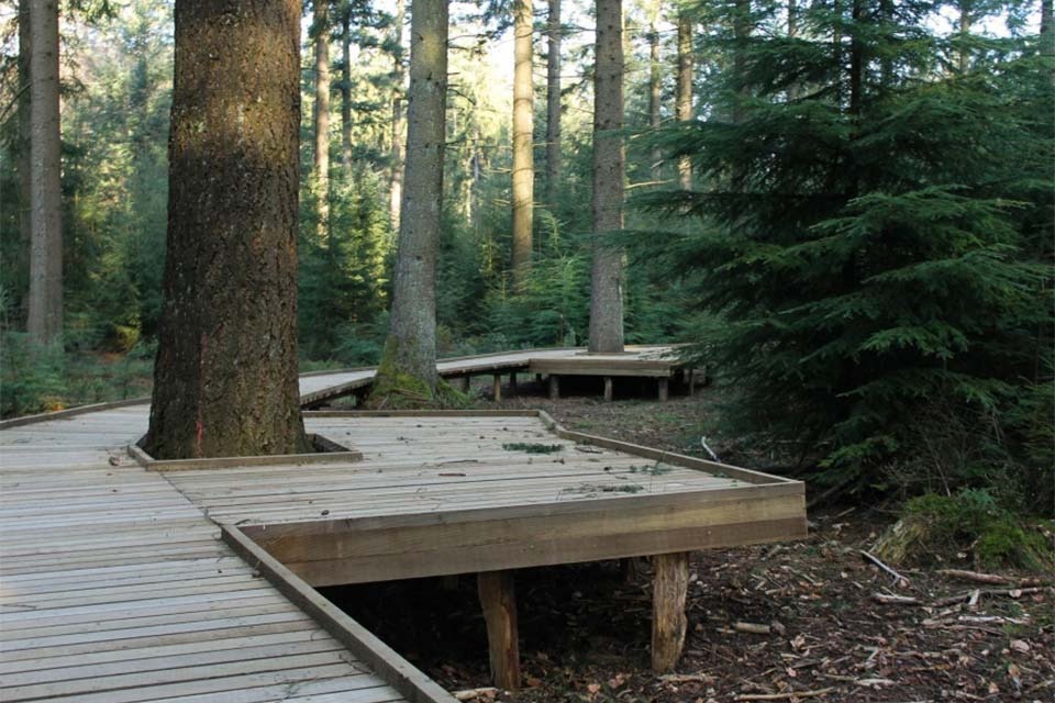 Parcours adapté aux PMR et poussettes en forêt