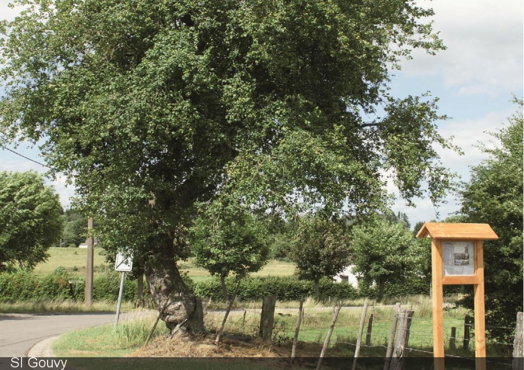 Balade des Arbres Remarquables